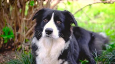 Border Collie köpek yavrusu çimenlerde uzanıyor ve kameraya bakıyor.