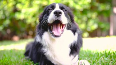 Border Collie köpeği bahçede uzanıyor, dinleniyor ve etrafa bakıyor.