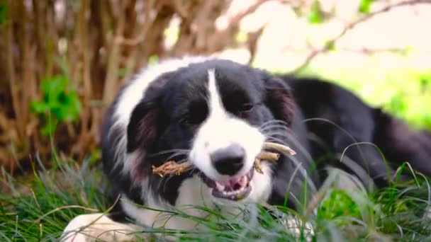 Border Collie Puppy Lying Grass Chewing Stick — Stock Video