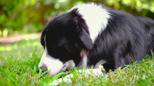 Border Collie Cachorro Deitado Jardim Cheirando Comendo Grama — Vídeo de Stock