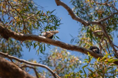 İki gülen yalıçapkını bir sakız ağacının dalında oturup etrafa bakınıyor.
