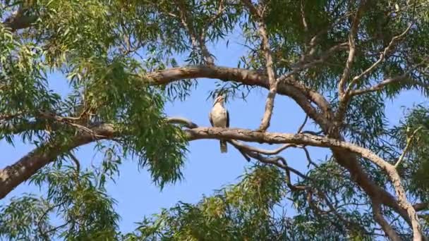 Rindo Kookaburra Sentado Ramo Uma Gengiva Olhando Redor — Vídeo de Stock