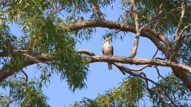 Lachender Kookaburra Sitzt Auf Dem Ast Eines Kaugummibaums Und Schaut — Stockvideo