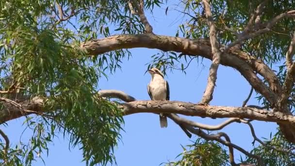 Śmiejąca Się Kookaburra Siedząca Gałęzi Dziąseł Rozglądająca Się Dookoła — Wideo stockowe