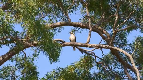 Γέλιο Kookaburra Κάθεται Στο Κλαδί Ενός Δέντρου Κόμμι Και Κοιτάζοντας — Αρχείο Βίντεο
