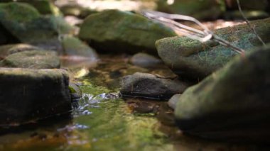 Avustralya çalılıklarında kayaların arasından akan küçük dereyi kapatın.