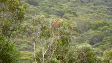 Rüzgarlı ve bulutlu bir günde ağaç dalları