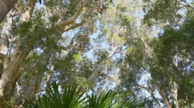 Avustralya çalılıklarında rüzgarlı bir günde ağaçların geniş açılı manzarası