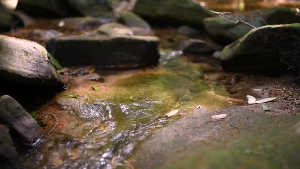 Zbliżenie Małego Potoku Płynącego Między Skałami Australijskim Krzaku — Wideo stockowe