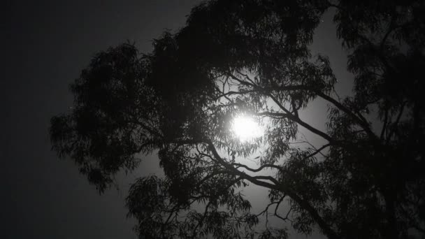 Árvore Ramos Durante Uma Noite Com Uma Lua Cheia Fundo — Vídeo de Stock
