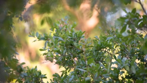 Zbliżenie Zielonego Drzewa Gałęzie Liście Wietrzny Dzień — Wideo stockowe