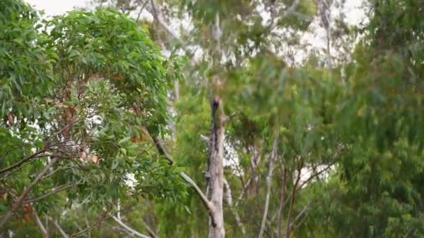 Rüzgarlı Bir Günde Yapraklarla Dolu Yeşil Bir Ağaç Dalına Yaklaş — Stok video