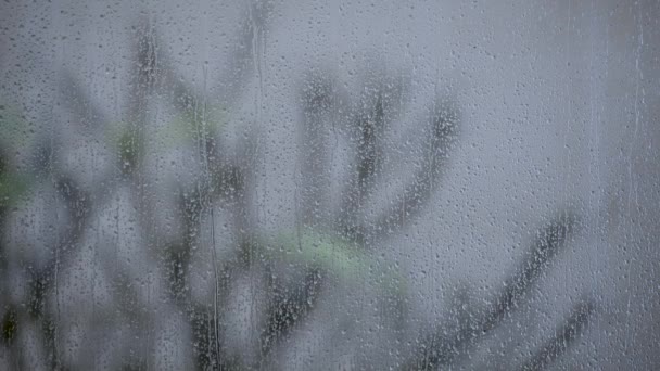 หยดน าฝนตกลงบนหน างกระจก ระหว างฝนตก — วีดีโอสต็อก