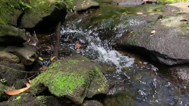 Κοντινό Πλάνο Του Μικρού Ποταμού Ρυακιού Που Ρέει Γύρω Από — Αρχείο Βίντεο