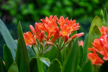 Clivia Minyata, Natal Lily veya Bush Zambağı. Clivia Mini-ata çiçeğine yaklaş. Bahçedeki portakal çiçeğinin makro görüntüsü.