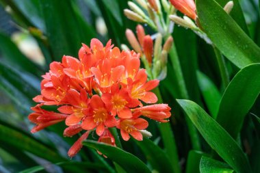 Clivia Minyata, Natal Lily veya Bush Zambağı. Clivia Mini-ata çiçeğine yaklaş. Bahçedeki portakal çiçeğinin makro görüntüsü.