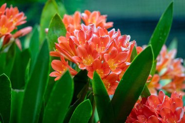 Clivia Minyata, Natal Lily veya Bush Zambağı. Clivia Mini-ata çiçeğine yaklaş. Bahçedeki portakal çiçeğinin makro görüntüsü.