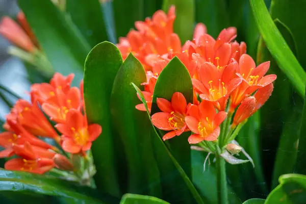 Clivia Minyata, Natal Lily veya Bush Zambağı. Clivia Mini-ata çiçeğine yaklaş. Bahçedeki portakal çiçeğinin makro görüntüsü.