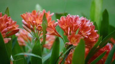 Clivia Minyata, Natal Lily veya Bush Zambağı. Clivia Mini-ata çiçeğine yaklaş. Bahçedeki portakal çiçeğinin makro görüntüsü.