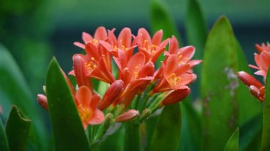 Clivia Minyata, Natal Lily veya Bush Zambağı. Clivia Mini-ata çiçeğine yaklaş. Bahçedeki portakal çiçeğinin makro görüntüsü.