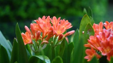 Clivia Minyata, Natal Lily veya Bush Zambağı. Clivia Mini-ata çiçeğine yaklaş. Bahçedeki portakal çiçeğinin makro görüntüsü.