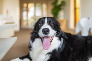 Border Collie köpeğinin kapağını kapat. Evin içinde bir halı zeminine uzan.