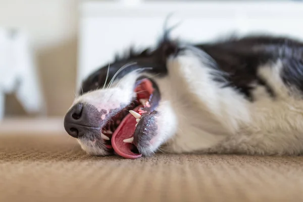 Border Collie köpeğinin kapağını kapat. Evin içinde bir halı zeminine uzan.