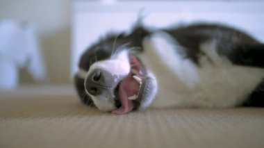 Ağır nefes alan bir Border Collie köpek yavrusu evin içinde bir halı zeminine uzanıyor.