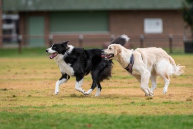 Karışık köpekler parkta yeşil çimlerde oynarlar.