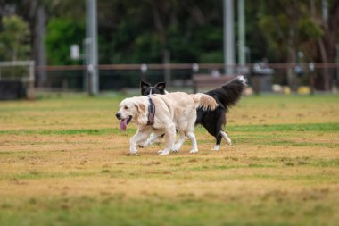 Karışık köpekler parkta yeşil çimlerde oynarlar.