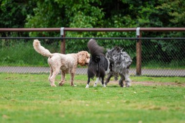 Karışık köpekler parkta yeşil çimlerde oynarlar.