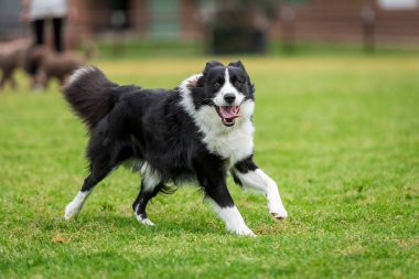 Yeşil çimlerin üzerinde köpek parkında koşan bir Collie 'nin portresi.
