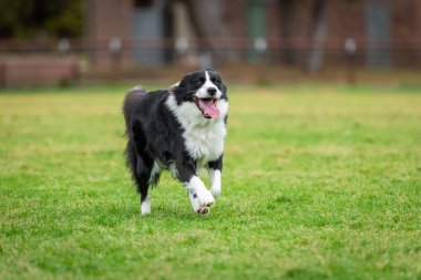 Yeşil çimlerin üzerinde köpek parkında koşan bir Collie 'nin portresi.