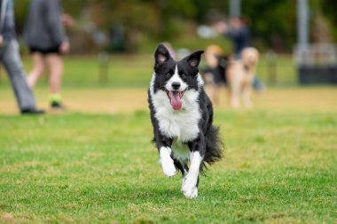 Yeşil çimlerin üzerinde köpek parkında koşan bir Collie 'nin portresi.