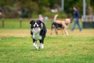 Yeşil çimlerin üzerinde köpek parkında koşan bir Collie 'nin portresi.
