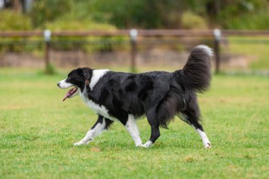 Yeşil çimlerin üzerinde köpek parkında koşan bir Collie 'nin portresi.