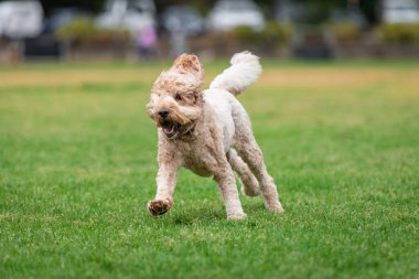 Parkta yeşil çimlerin üzerinde koşan tüylü bir kanişin portresi..