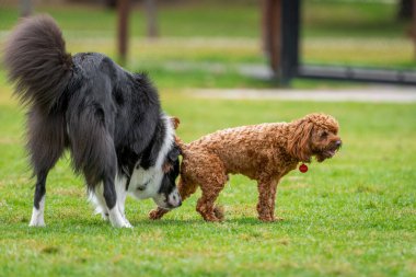 Karışık köpekler parkta yeşil çimlerde oynarlar.