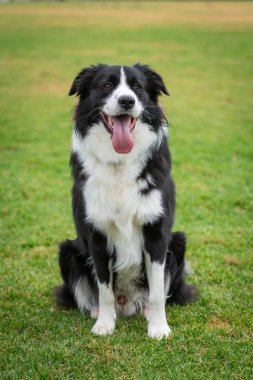 Border Collie 'nin portresi yeşil çimlerin üzerindeki köpek parkında oturuyor.