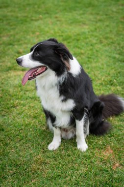 Border Collie 'nin portresi yeşil çimlerin üzerindeki köpek parkında oturuyor.
