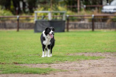 Yeşil çimlerin üzerindeki köpek parkında bir Collie 'nin portresi.