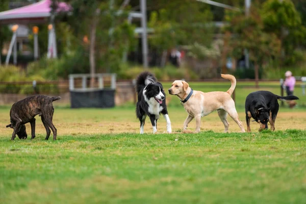 Karışık köpekler parkta yeşil çimlerde oynarlar.