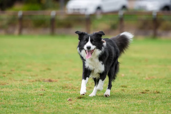 Yeşil çimlerin üzerinde köpek parkında koşan bir Collie 'nin portresi.