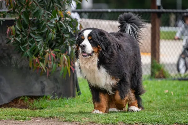 Portrait of a Bernese Mountain dog in the dog park. Big fat dog in the park.