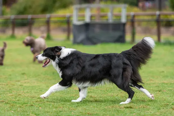 Portrait of a Border Collie running in the dog park on the green grass