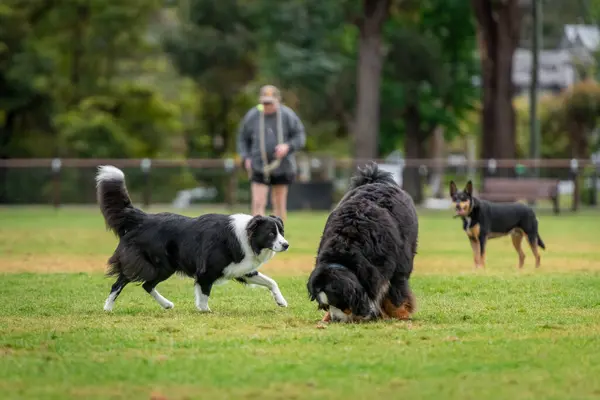 Group of dogs, different breeds, playing in the park on a green grass