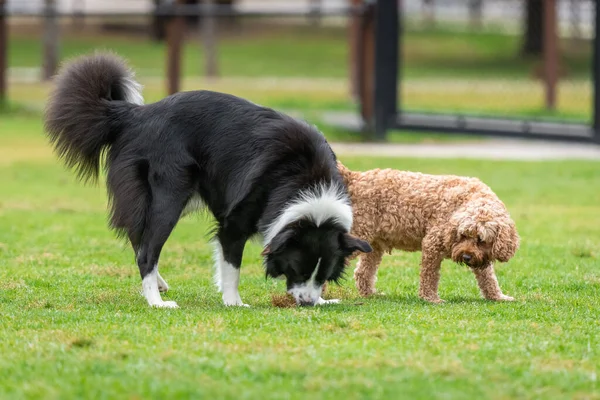 Dogs of mix breeds sniffing grass in the park