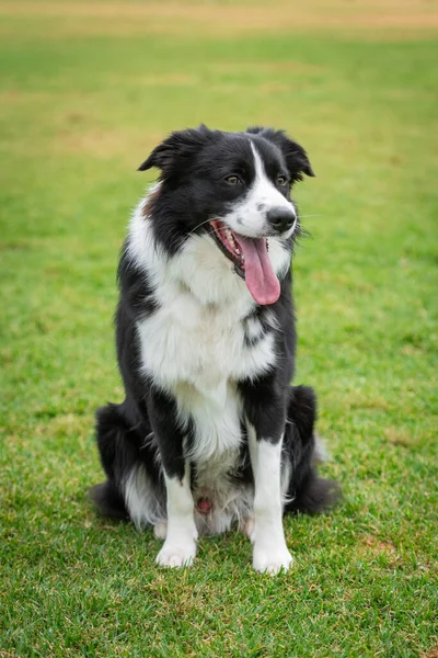 Border Collie 'nin portresi yeşil çimlerin üzerindeki köpek parkında oturuyor.