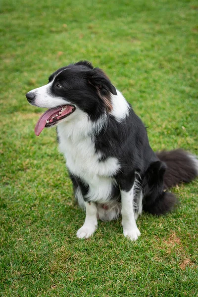 Border Collie 'nin portresi yeşil çimlerin üzerindeki köpek parkında oturuyor.
