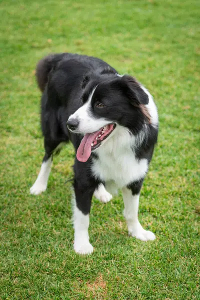 Yeşil çimlerin üzerindeki köpek parkında bir Collie 'nin portresi.